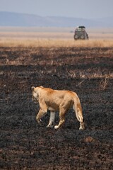 Löwin auf ein brandgerodeten Fläche im Serengeti-Nationalpark (Tansania)