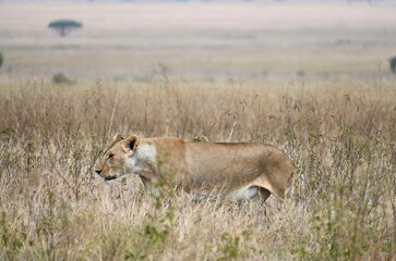 Löwin streift durch die Savanne des Serengeti-Nationalpark (Tansania)