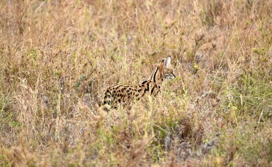 Serval im Serengeti-Nationalpark (Tansania)