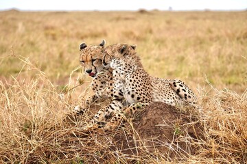 Geparden-Brüder auf einem Termitenhügel im Serengeti-Nationalpark (Tansania)