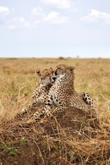 Geparden-Brüder auf einem Termitenhügel im Serengeti-Nationalpark (Tansania)