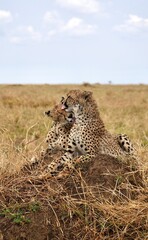 Geparden-Brüder auf einem Termitenhügel im Serengeti-Nationalpark (Tansania)