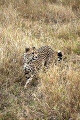 Schwangere Gepardin auf der Suche nach Beute im Serengeti-Nationalpark (Tansania)