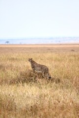 Schwangere Gepardin auf einem Termitenhügel im Serengeti-Nationalpark (Tansania)