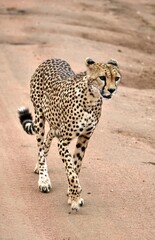 Schwangere Gepardin auf der Suche nach Beute im Serengeti-Nationalpark (Tansania)