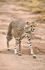 Schwangere Gepardin auf der Suche nach Beute im Serengeti-Nationalpark (Tansania)