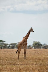 Giraffe im Tarangire-Nationalpark (Tansania)