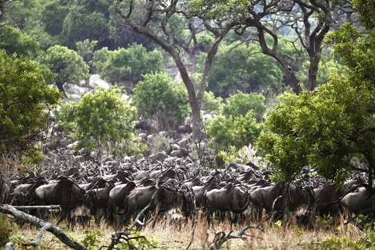 Gnu-Herde der "Great Migration" am Mara-Fluss im Serengeti-Nationalpark (Tansania)