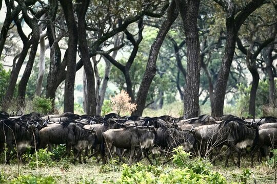 Gnu-Herde der "Great Migration" am Mara-Fluss im Serengeti-Nationalpark (Tansania)