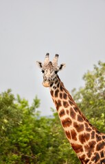 Giraffe im Serengeti-Nationalpark (Tansania)