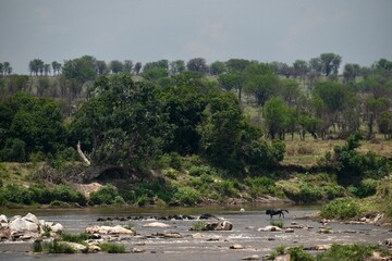 Mara-Fluss-Überquerung einer Gnu-Herde der 