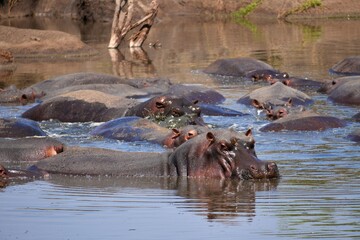 Flusspferde in einem Wasserloch im Serengeti-Nationalpark (Tansania)