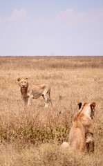 Großes Löwenrudel im Serengeti-Nationalpark (Tansania)