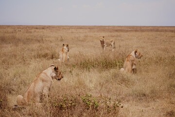 Großes Löwenrudel im Serengeti-Nationalpark (Tansania)