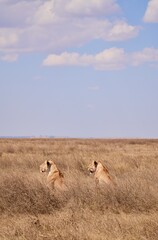 Großes Löwenrudel im Serengeti-Nationalpark (Tansania)