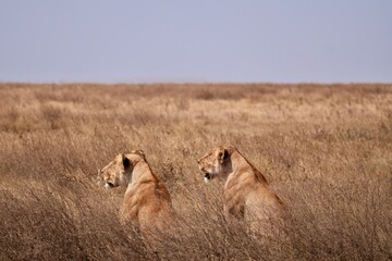 Großes Löwenrudel im Serengeti-Nationalpark (Tansania)
