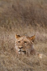 Junger männlicher Löwe im Serengeti-Nationalpark (Tansania)
