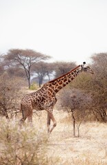Giraffe im Tarangire-Nationalpark (Tansania)