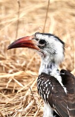Rotschnabeltoko (Zazu) im Tarangire-Nationalpark (Tansania)
