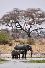 Fototapeta premium Elefanten trinken und spielen an einem großen Wasserloch im Tarangire-Nationalpark (Tansania)