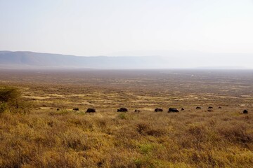 Obraz premium Ausblick mit Büffelherde aus dem Ngorongoro-Krater (Tansania)