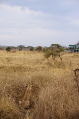 Löwin stalkt Touristen an einer Tankstelle inmitten des Serengeti-Nationalpark (Tansania)