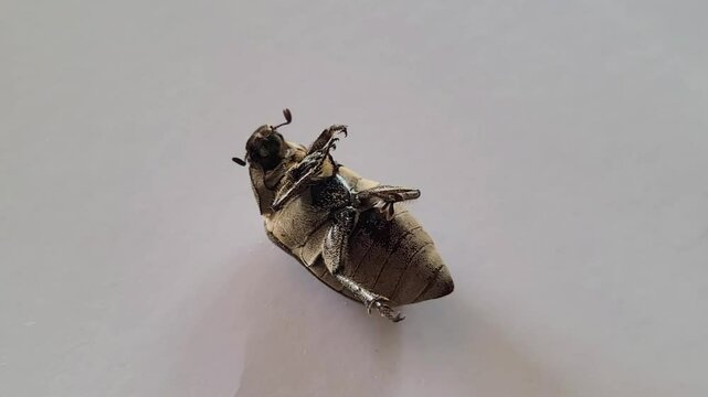 footage of an upside-down Phyllophaga beetle on a white background