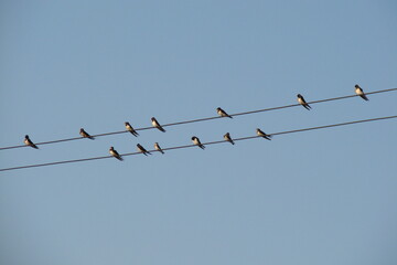 birds on wires