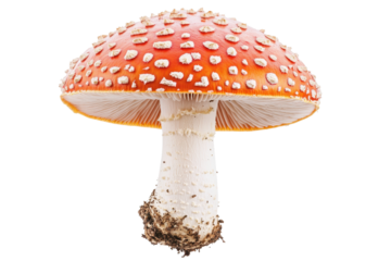 Vibrant Mushroom With Cap Spots In A Detailed Close Up Displaying Red And White Amanita Features With A Transparent Background