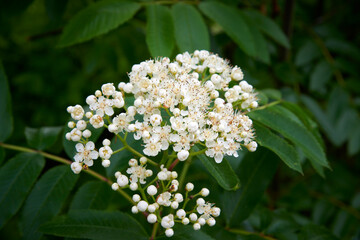 Rowan plant booms (sorbus aucuparia) blooms - shown on overcast day in central Alaska