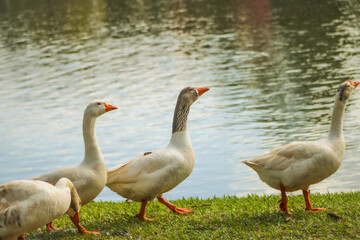 Obraz premium Ganso, pato, duck