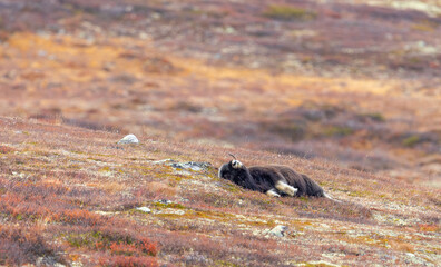 Musk animals relax in the autumn grass at Dovrefjell Norway.