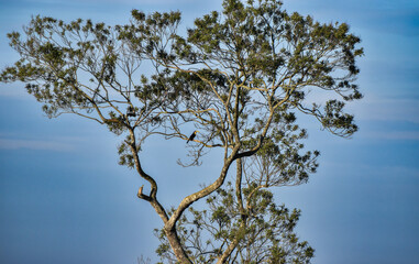 Large tropical tree with a toucan of the species Ramphastos dicolorus perched on a blue sky day

