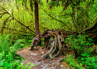 Twisted but live old tree in the Hoh Rain Forest