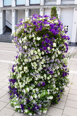 blooming summer flowers in the city streets