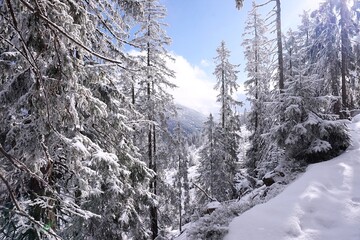 Snow covered trees
