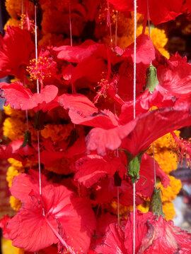 Hibiscus Red Desi home Flowering Plants, Common name are Jasvandi, Gurhal, Chinese hibiscus,Red Hibiscus Tree With flower