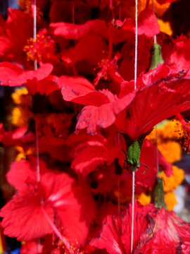 Hibiscus Red Desi home Flowering Plants, Common name are Jasvandi, Gurhal, Chinese hibiscus,Red Hibiscus Tree With flower