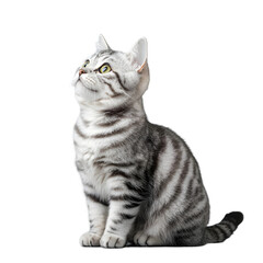 Fototapeta premium American Shorthair cat side view look up 