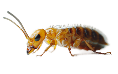 Closeup of a termite detailed insect anatomy macro photography nature wildlife