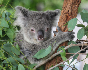 Koala in a tree
