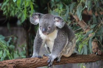 Koala in a tree