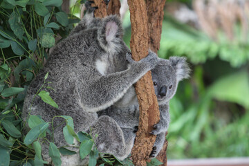 Koala in a tree, mother and baby