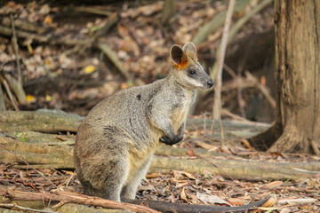 Wallaby