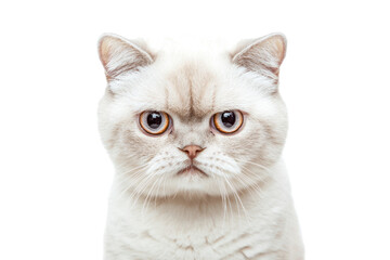 Obraz premium A close-up of a white cat with teary eyes and a pouting mouth, showing a distressed yet adorable expression, surrounded by the empty white space.