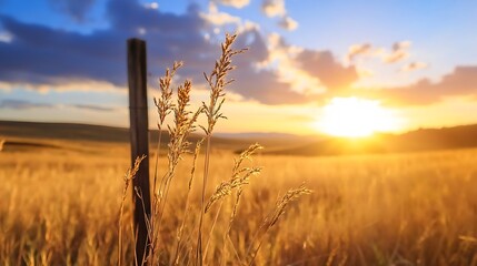 Obraz premium Golden sunrise illuminating tall grass in a serene countryside landscape at dusk : Generative AI