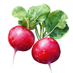 two red radishes with green leaves isolated on black
