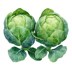 Obraz premium watercolor cabbage heads isolated on white background