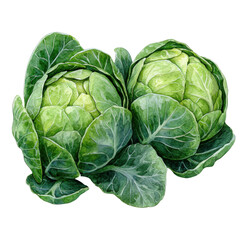 Obraz premium two green cabbages, isolated on white background