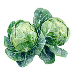 Fototapeta premium watercolor cabbage heads isolated on white background